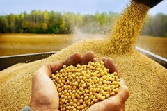 جوهای جوانه زده در چابهار متعلق به بخش خصوصی نیست